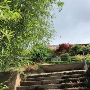 A view from the bottom of a steeply sloping garden looking up towards the house, high in the distance. Stone steps in the foreground, top left of the image obscured by green foliage. A landscaping project by communion architects.